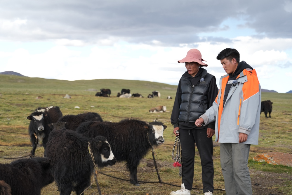 九游体育-从深圳“拓荒牛”到“牦牛险”： 特区精神跨越山海普惠温度守护高原